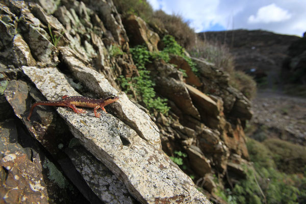 Karpathos-Salamander ( Lyciasalamandra helverseni) Karpathos