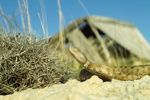 Hornotter (Vipera ammodytes) VIR