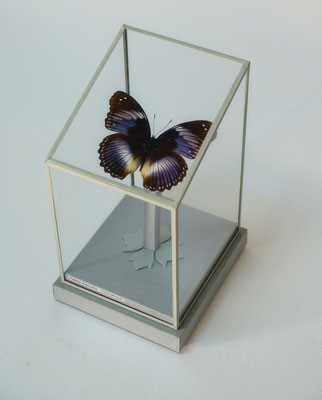 "Papillon" Boîte soclée.