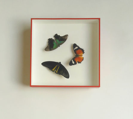 Papillons - Boîte en profondeur avec finition sous-verre papier.