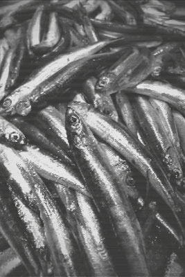 Torsten Pracht - 2018, Fische, Acryl auf Holz, 180x120cm