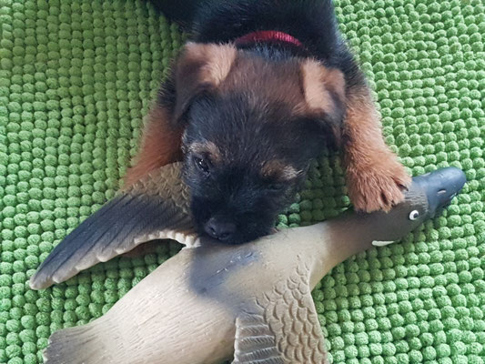 Border Terrier Mira Border Terrier Und Mini American Shepherd