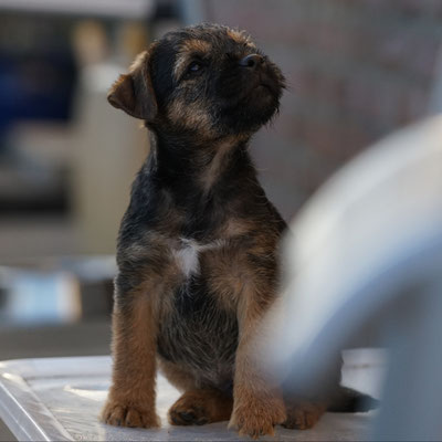 Border Terrier Welpe