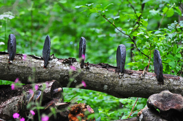 Grindelwald 2013 - Zunderschwamm, Fomes Fomentarius - Ulla & Rolf Klaeger