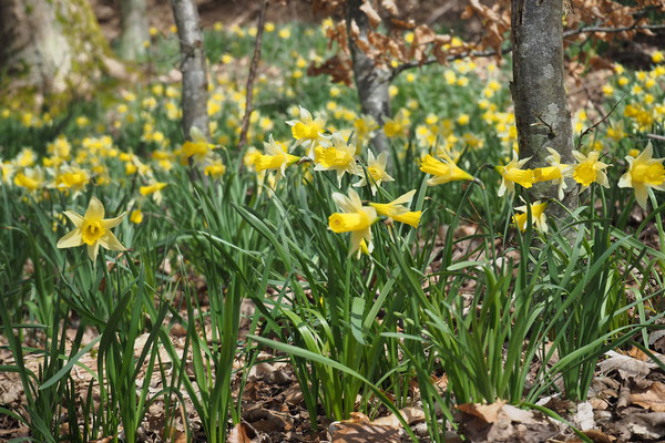 Dafodils are sign of spring in the Ardennes forest.  Copyright photographe : A. Stélandre