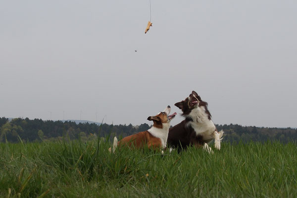 Hundebetreuung Merzig