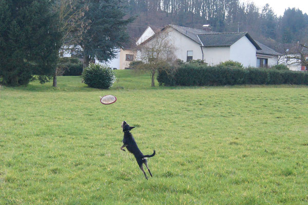 Frisbee spielen