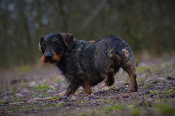 Hundebetreuung