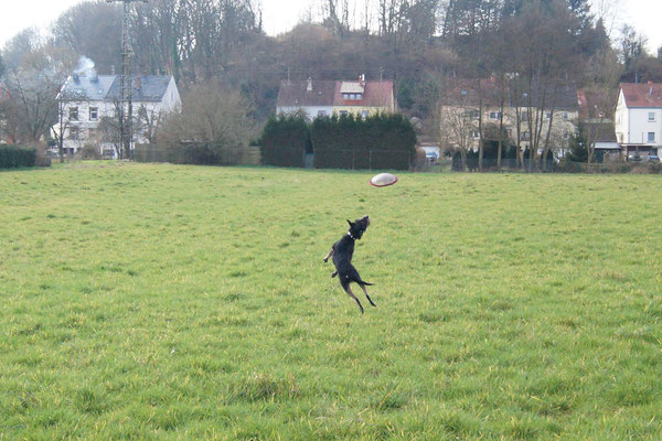 Frisbee spielen