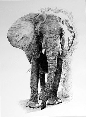 GROSSER ELEFANT, Bleistift auf Papier, graphite on paper, 29.7/42cm, verkauft, sold, prints available