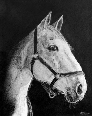 PFERDEKOPF HOCH, Bleistift auf Papier, graphite on paper,42/29,7cm, verkauft, sold