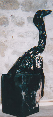 Cormoran mazouté, 1979