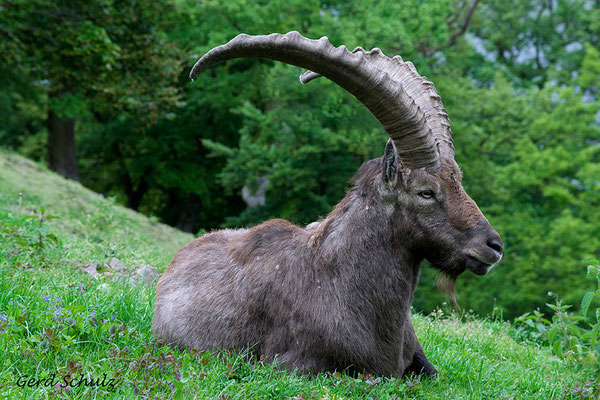 Steinbock