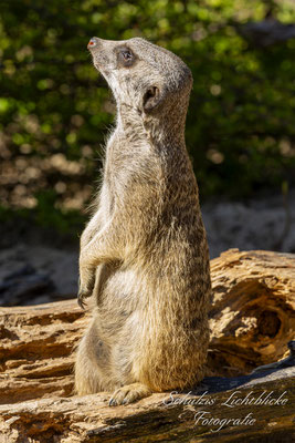 Erdmännchen