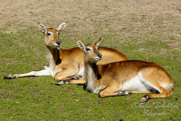 Zwei Rehe