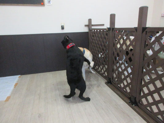 犬の保育園Baby・犬・犬のしつけ・犬の社会化・習志野市・八千代市・船橋市