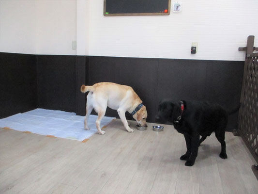 犬の保育園Baby・犬・犬のしつけ・犬の社会化・習志野市・八千代市・船橋市