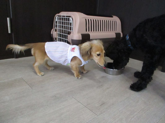 犬の保育園Baby・犬・犬のしつけ・犬の社会化