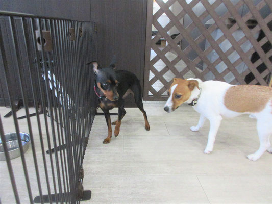 犬の保育園Baby・犬・犬のしつけ・犬の社会化・犬の保育園