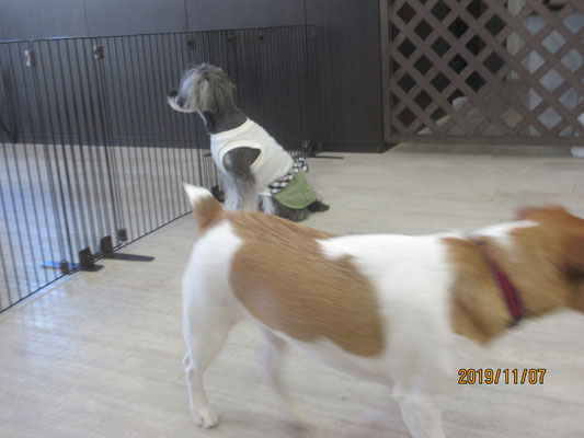 犬の保育園Baby・犬・犬のしつけ・犬の社会化・習志野市・八千代市・船橋市