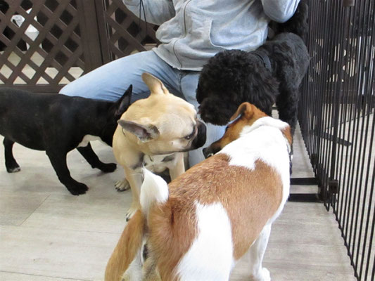 犬の保育園Baby・犬・犬のしつけ・犬の社会化