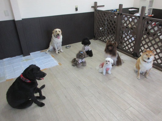 犬の保育園Baby・犬・犬のしつけ・犬の社会化・習志野市・八千代市・船橋市