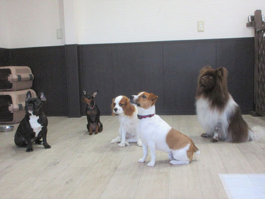 犬の保育園Baby・犬・犬のしつけ・犬の社会化・ペットホテル・習志野・八千代・船橋