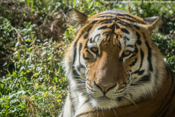 Sibirischer Tiger | Foto: Herbert Gasteiner