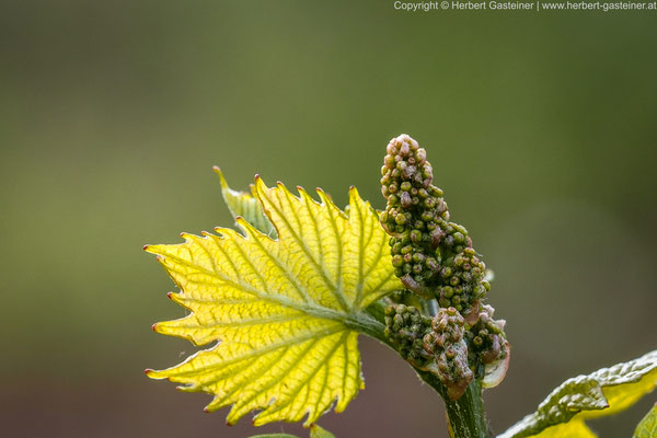 Weinblüte | Foto: Herbert Gasteiner