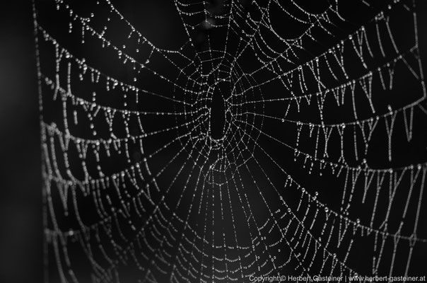 Spinnennetz (Radnetz) | Foto: Herbert Gasteiner