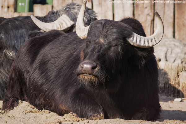 Büffel | Foto: Herbert Gasteiner