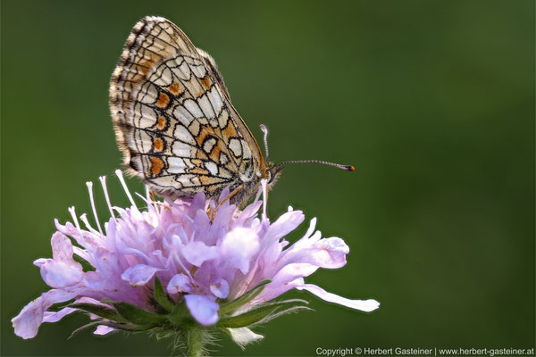 Wachtelweizen-Scheckenfalter (Schmetterling) | Foto: Herbert Gasteiner