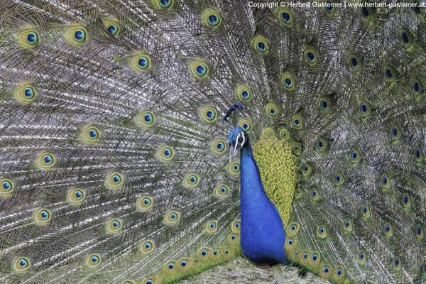 Pfau | Foto: Herbert Gasteiner