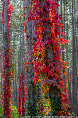 Herbst, Baum, Blätter, Farben | Foto: Herbert Gasteiner