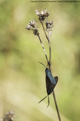 Grünwidderchen (Schmetterling) | Foto: Herbert Gasteiner