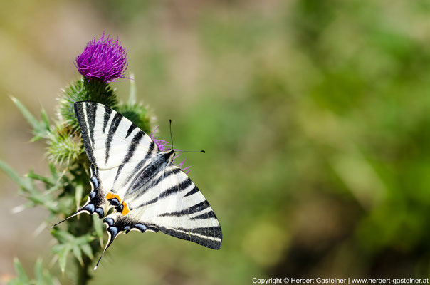 Schmetterling (Segelfalter) | Foto: Herbert Gasteiner