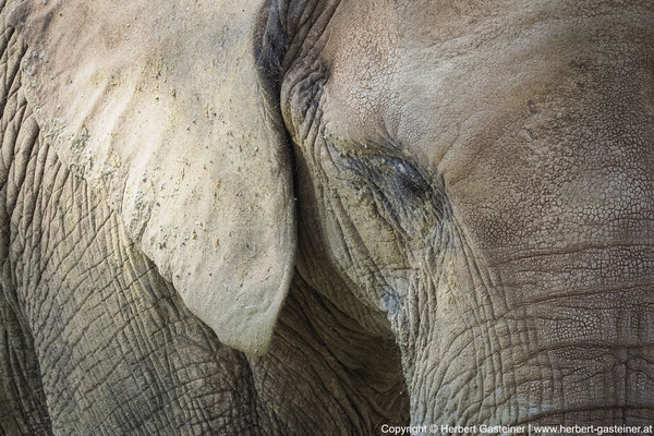 Elefant | Foto: Herbert Gasteiner