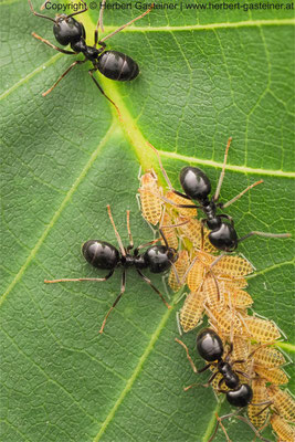 Läuse und Ameisen | Foto: Herbert Gasteiner