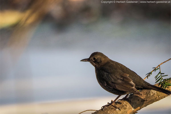 Amsel | Foto: Herbert Gasteiner