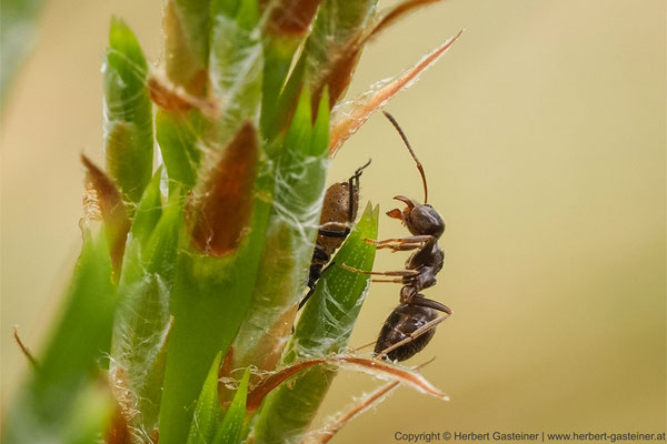 Ameisen | Foto: Herbert Gasteiner