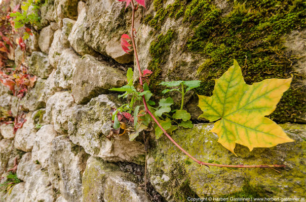 Herbst, Klamm, Blätter | Foto: Herbert Gasteiner