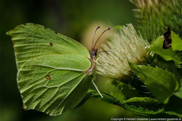 Zitronenfalter (Schmetterling) | Foto: Herbert Gasteiner