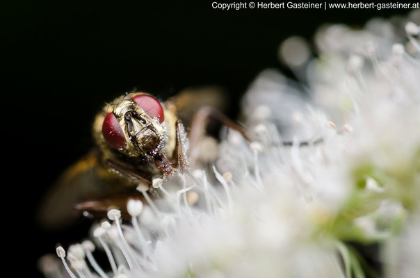 Fliege (Fleischfliege) | Foto: Herbert Gasteiner