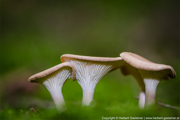 Pilze | Foto: Herbert Gasteiner