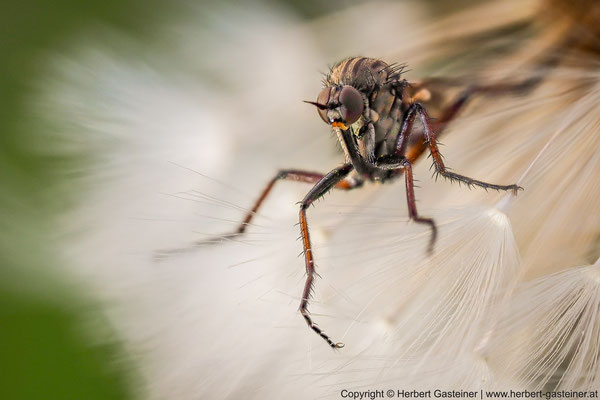 Fliege auf »Pusteblume« | Foto: Herbert Gasteiner