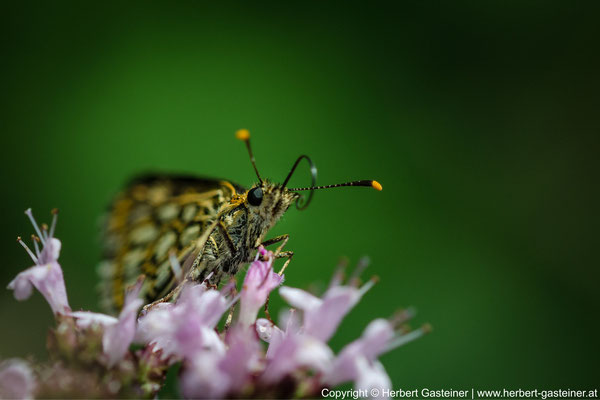 Gelbwürfeliger Dickkopffalter (Schmetterling) | Foto: Herbert Gasteiner