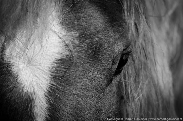 Pferd (schwarz-weiß) | Foto: Herbert Gasteiner