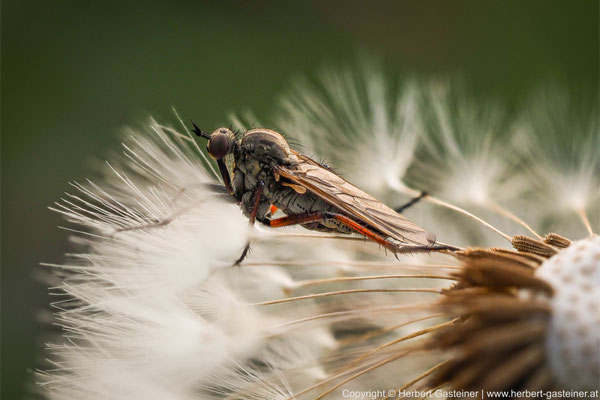 Fliege auf »Pusteblume« | Foto: Herbert Gasteiner