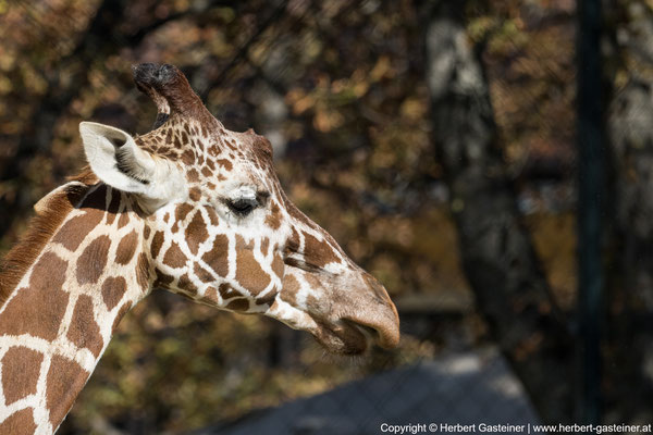 Giraffe | Foto: Herbert Gasteiner