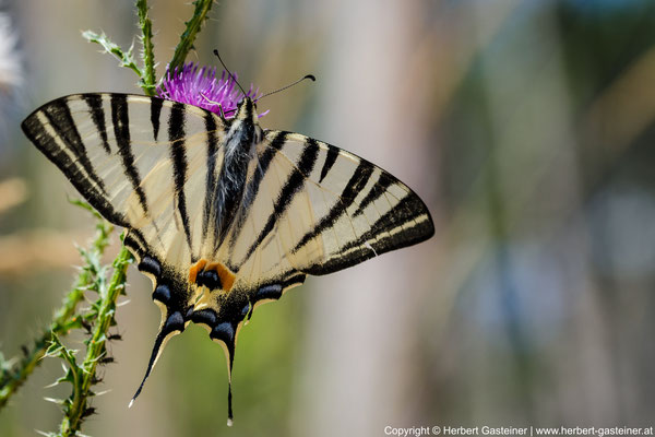 Segelfalter (Schmetterling) | Foto: Herbert Gasteiner